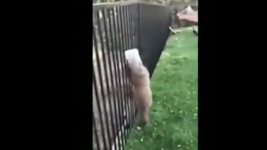 В США спасли застрявшего головой в кувшине медвежонка (ВИДЕО)