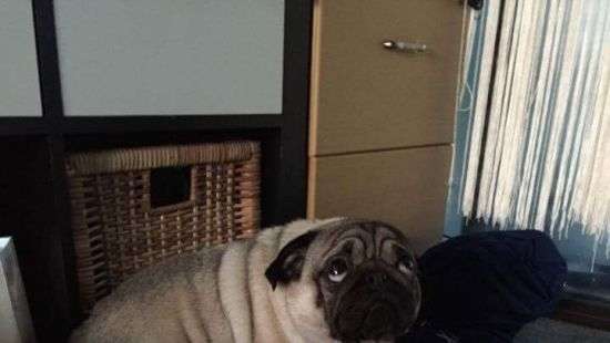 Раскаявшийся мопс стал звездой интернета (ФОТО)