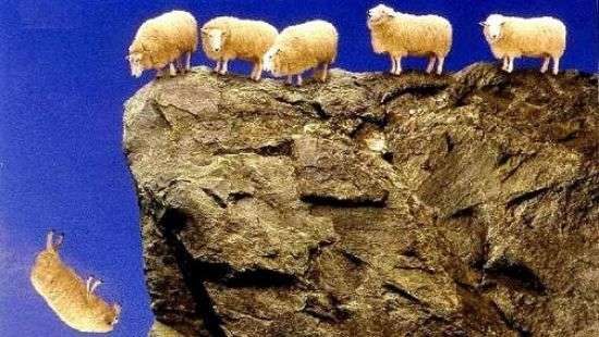 В Турции 80 овец совершили коллективное самоубийство