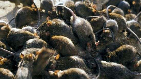 Власти Нью-Йорка израсходуют 32 млн. долларов на уничтожение крыс