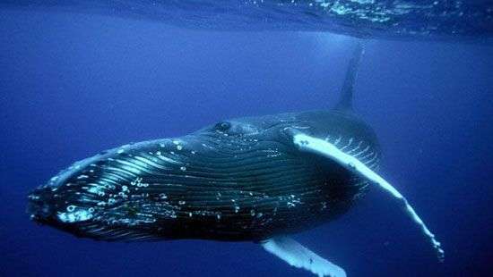 Северный кит, освобожденный из рыбацких сетей, убил своего спасителя