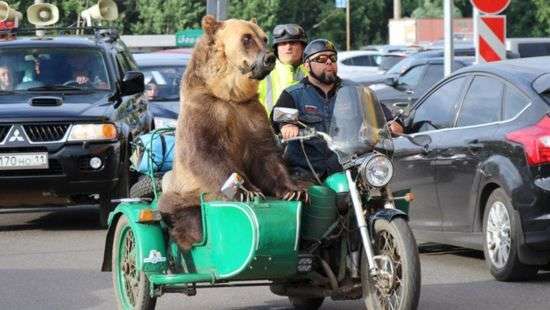 В России байкеры катались на мотоцикле с медведем (видео)