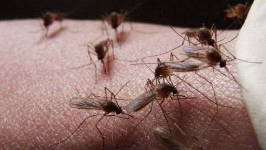 Милан атаковали полчища комаров