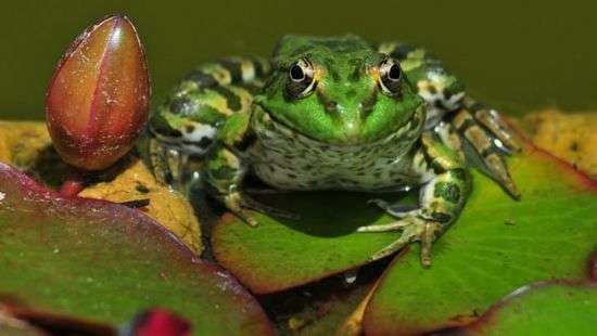 В Перу спасли более 1500 лягушек, из которых готовились приготовить «целебный» коктейль