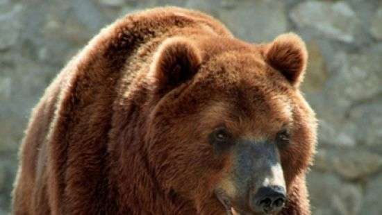 В России по улицам города бродили два диких медведя