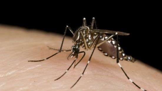Alphabet запустит 20 миллионов заражённых комаров