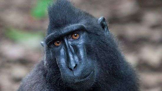 Любопытный павиан оставил без электричества 50 тысяч людей