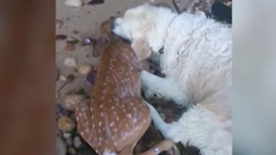 В США собака вытащила из воды тонущего олененка (ВИДЕО)