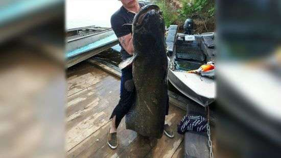Рыбак поймал сома в 87 кг (ФОТО)
