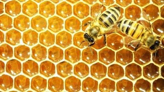 Украина бьет рекорды по экспорту меда