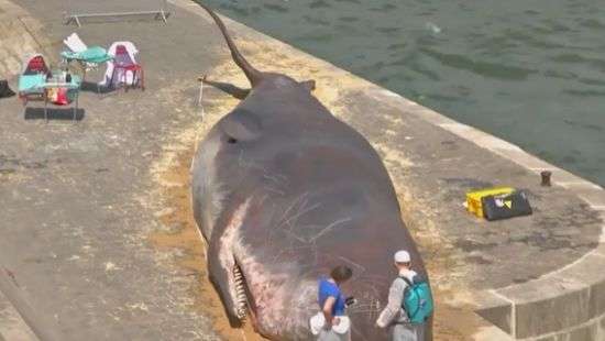 В Париже на берегу Сены появился «мертвый кашалот» (ВИДЕО)