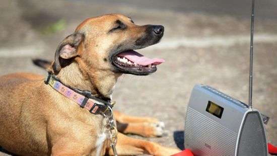 В Германии создали радио для собак