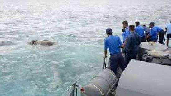 Военные Шри-Ланки провели операцию по спасению слонов (видео)
