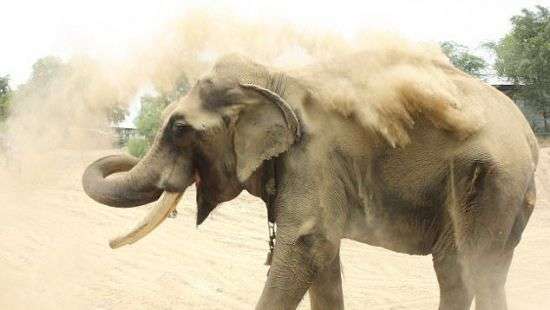 В Эфиопии слон убил испанского туриста  во время селфи