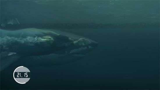 Легендарному чемпиону устроили соревнование с акулой-людоедом (ВИДЕО)