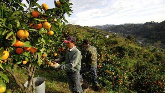Чехия упростит для украинцев правила оформления для сезонных работ