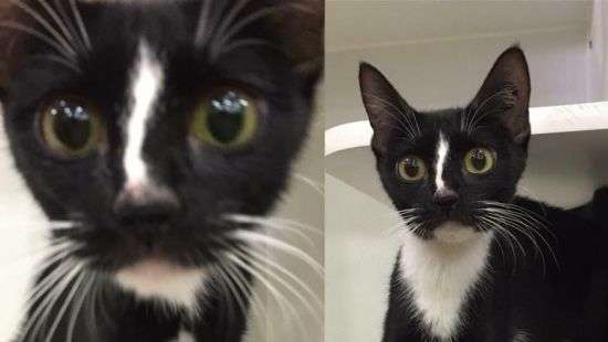 Кошка с аномально длинными лапами удивила пользователей соцсетей