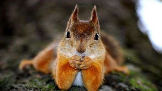 Белка оставила без света 45 тысяч человек