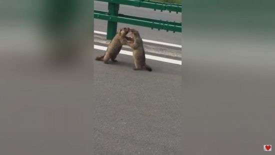 В Китае два массивных сурка утроили на автотрассе спарринг (видео)