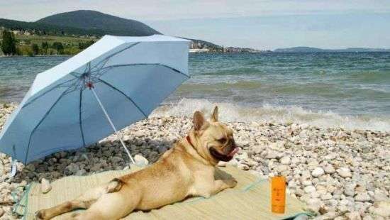 Стало известно, какая будет в августе погода в Украине