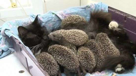 Кошку, которая усыновила 8 осиротевших ежей, сняли на видео