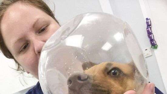 Голодный щенок хотел достать последнее печенье из банки и застрял головой (фото)