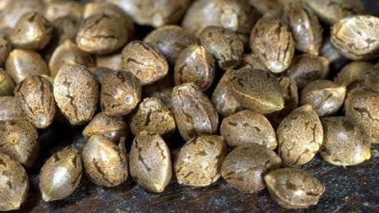 Украина отправила в США рекордную партию семян каннабиса