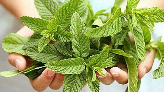 Об удивительных свойствах мяты, рассказали специалисты