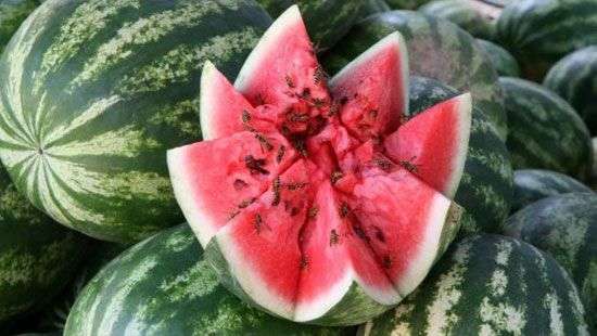 Впервые за 14 лет арбузы из Херсона в Киев доставят не автотранспортом