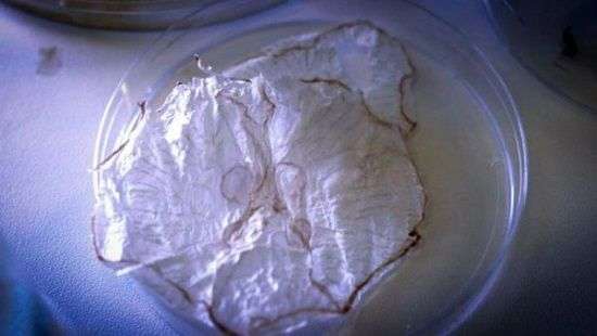 Специалисты предложили делать лакомство из медуз