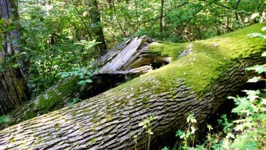 В Германии непогода обрушила дерево на детский палаточный лагерь, есть жертвы