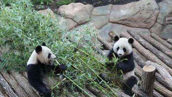 Во Франции готовят к родам двойни единственную в стране самку панды (видео)