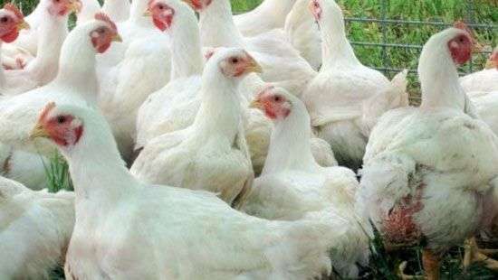 Эмираты сняли запрет на импорт курятины из Украины