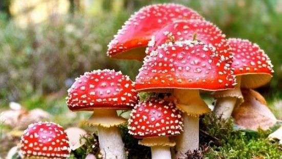 Литва наращивает экспорт красных мухоморов