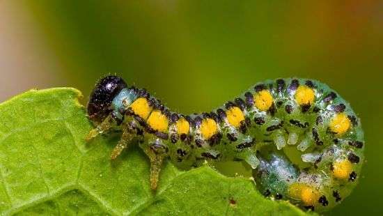 В Великобритании гусеницы превратились в зомби