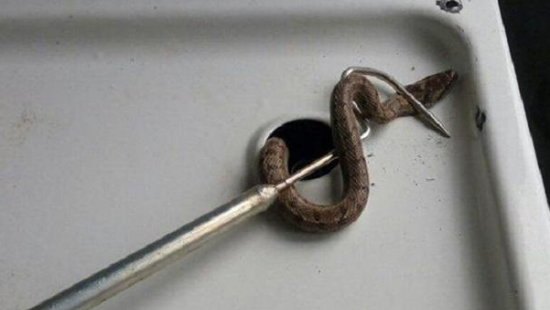 В Беларуси спасатели ловили в многоэтажке гадюку, выползшую из газовой плиты