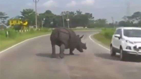 Носорог на оживленной трассе собрал тысячи лайков на ВИДЕО