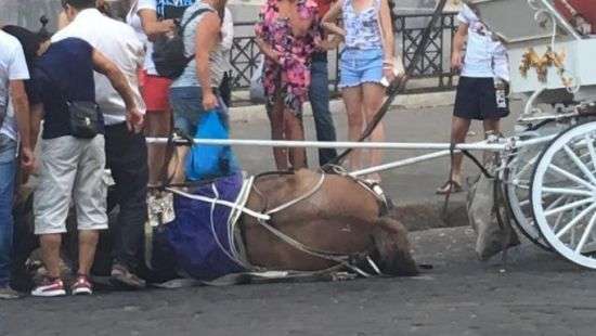 В центре Одессы тепловой удар свалил с ног лошадь (фото)