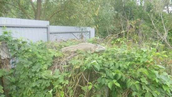 Под Киевом на сельском огороде поймали «динозавра», который съел все кабачки (фото)