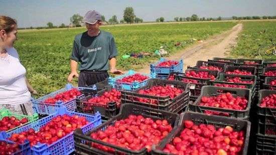 Исчезновение украинских заробитчан в Финляндии: появилась версия дипломатов