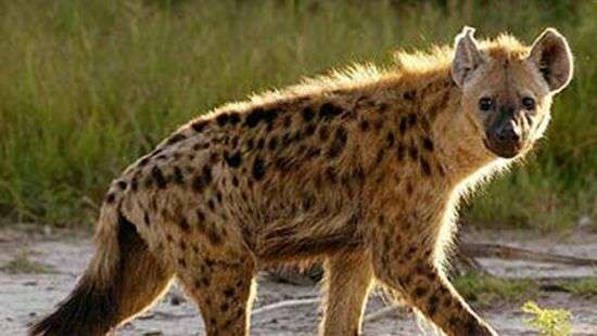 В Кении гиена привела в действие бомбу и помешала срыву выборов президента