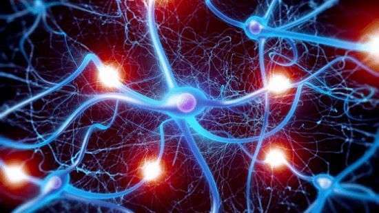 Специалисты открыли новый гормон активности мозга и долгожительства