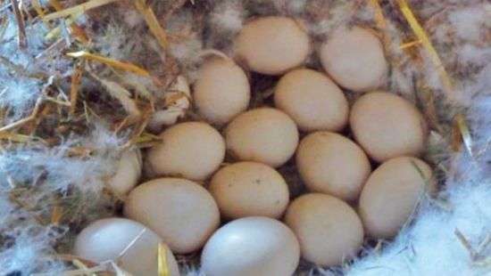 Яичный скандал: токсичные яйца заполонили Европу