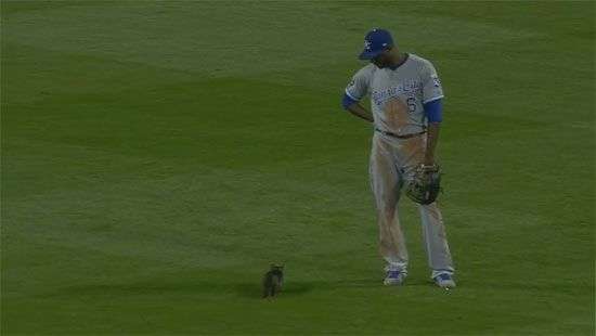 В США котенок-хулиган стал «звездой» бейсбольного матча (ВИДЕО)