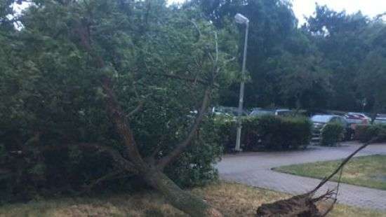 В Польше поваленные непогодой деревья убили людей