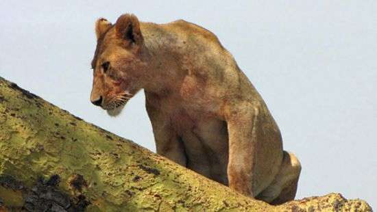 Спасенная из Алеппо львица в заповеднике Иордании привела потомство