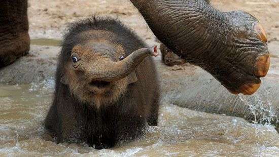 В сети появилось ВИДЕО с редчайшим розовым слоненком