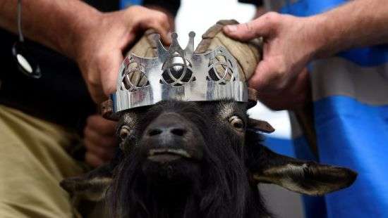 В Ирландии дикий козел стал временным правителем (фото)