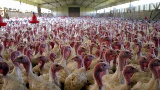 В России от испуга одновременно скончались 3 тыс. индеек