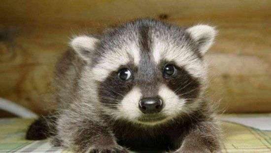 Еноты подрались за место на велосипеде (видео)